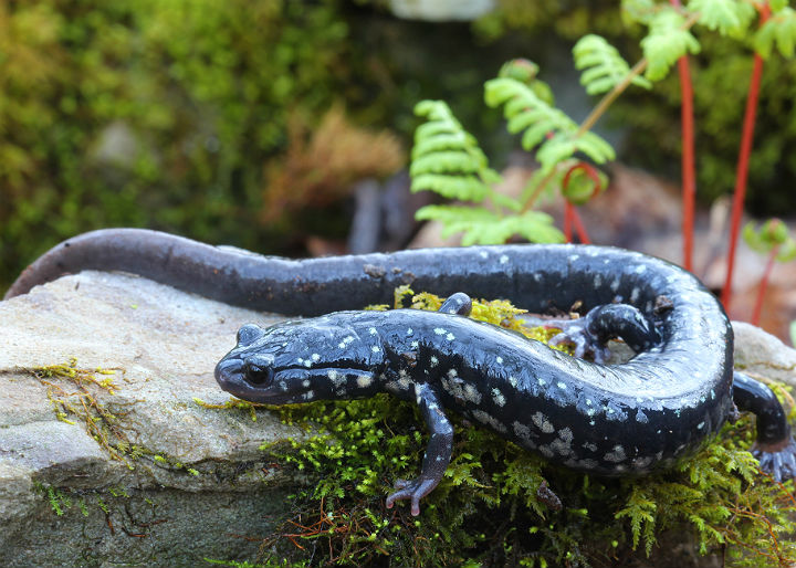 Slimy Salamander